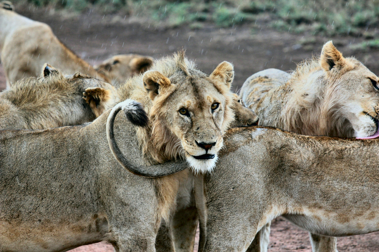 Leones. Foto: Unsplash