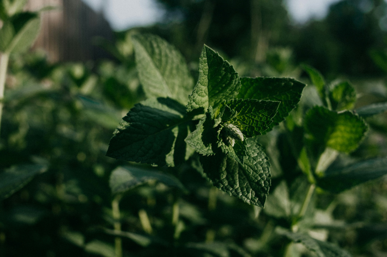 Menta. Foto: Unsplash