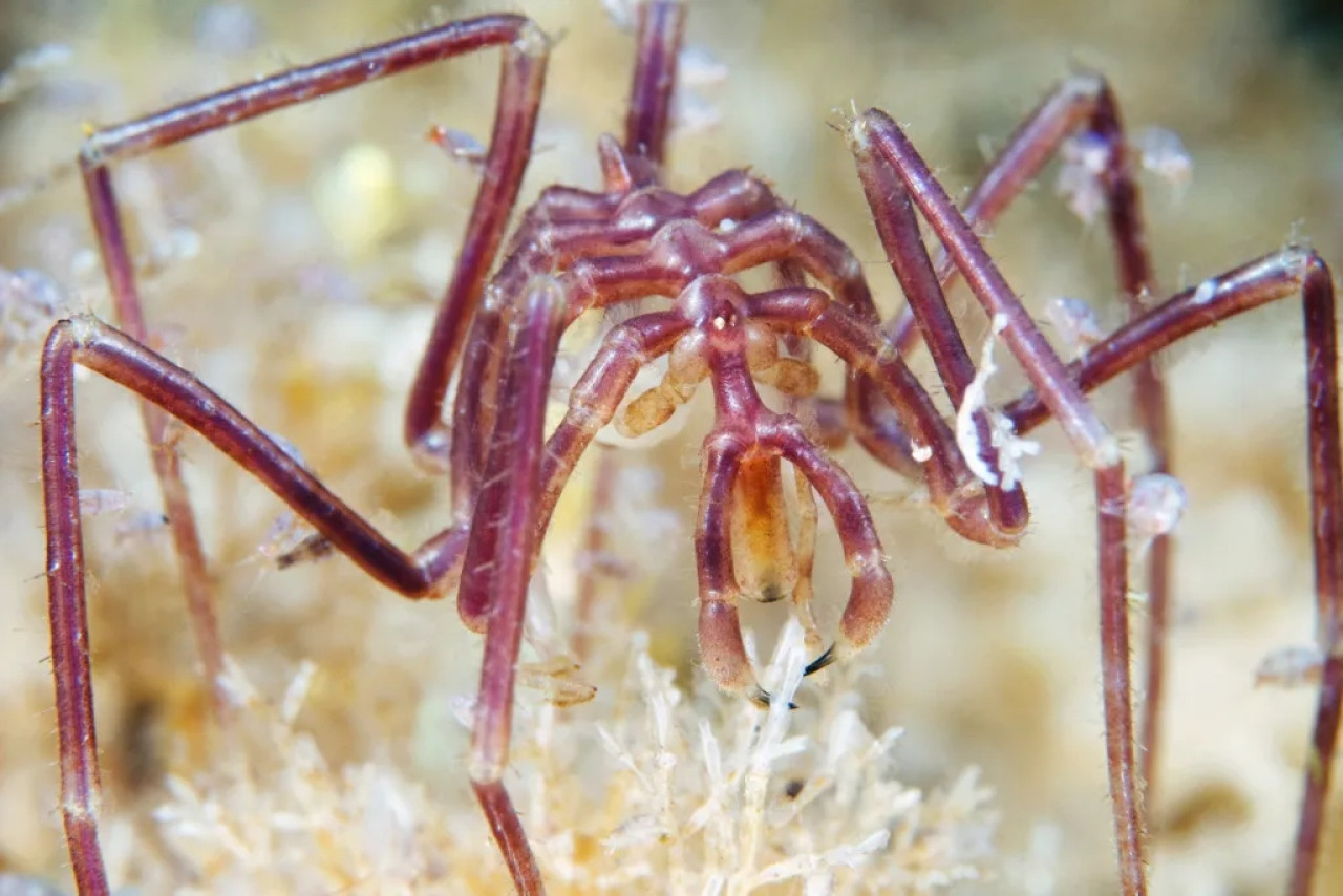 Los picnogónidos, falsas arañas del mar. Fuente: Coldwater Science