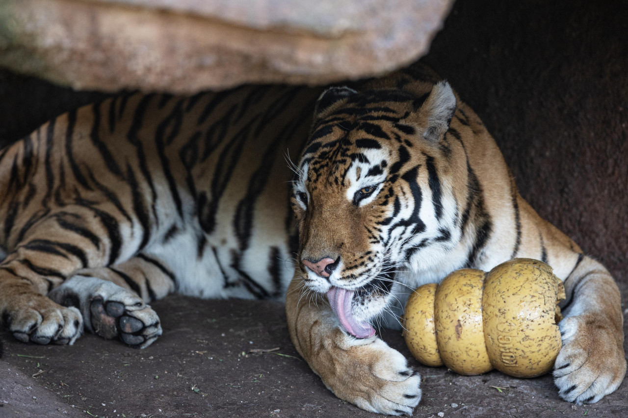 Dos tigres de bengala estrenan un santuario en el zoológico de Guatemala. Foto: EFE.