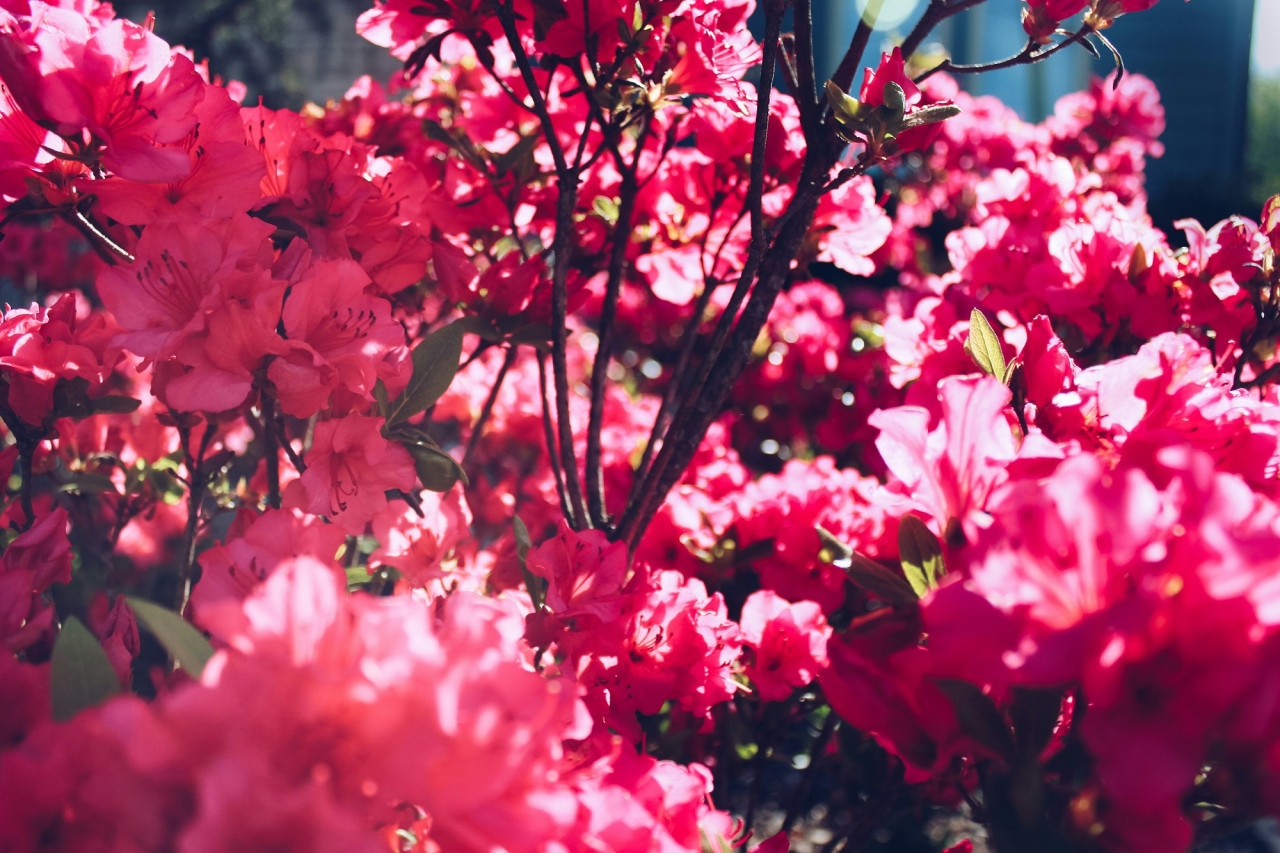 Azalea, flor, planta, abundancia. Foto Unsplash