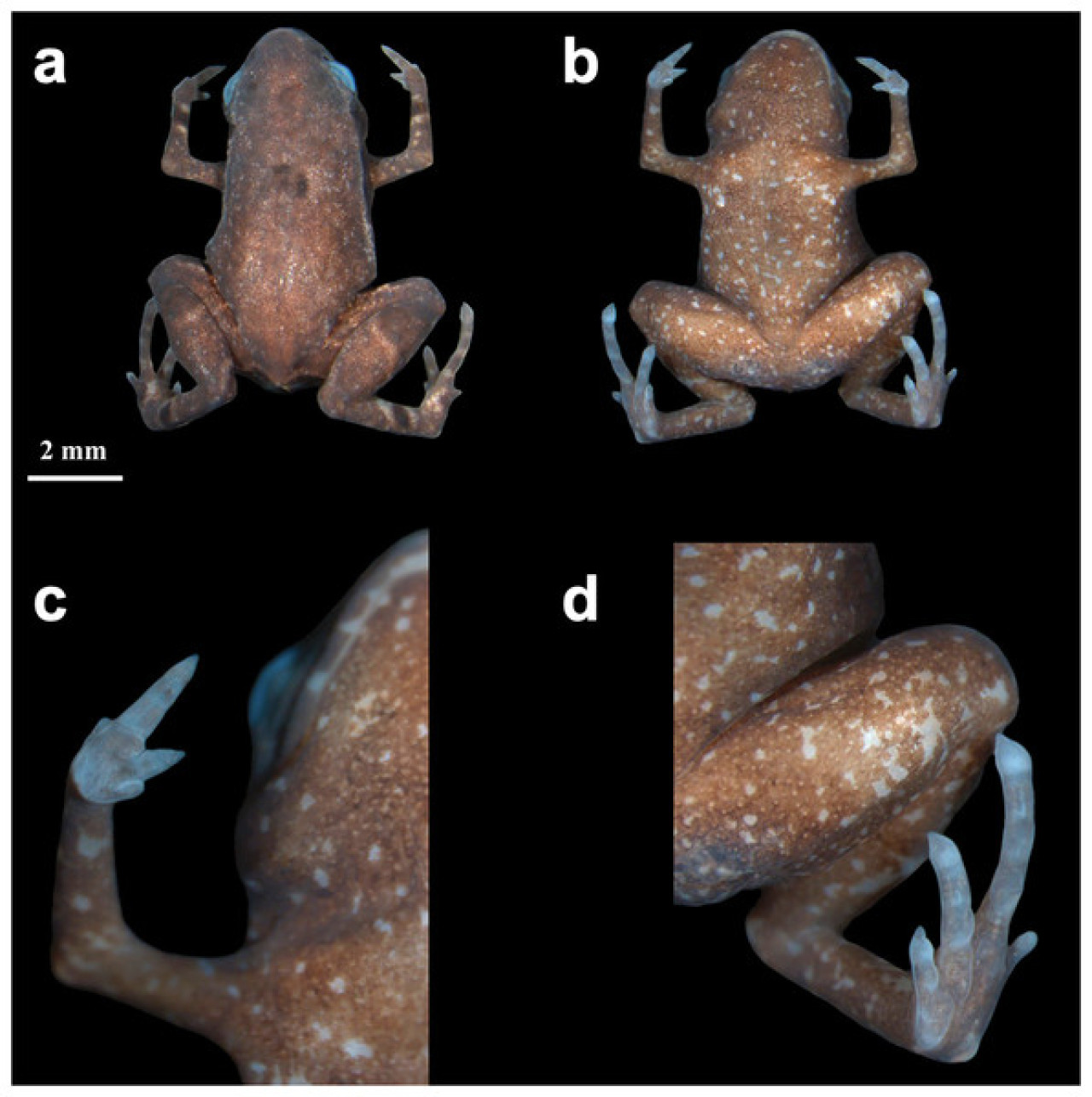 Hallan en Brasil un sapo-pulga, el segundo vertebrado más pequeño de todo el mundo. Foto: PeerJ.