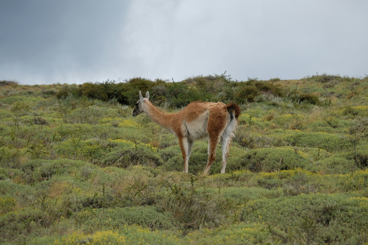 Guanacos en la Patagonia. Foto: Unsplash