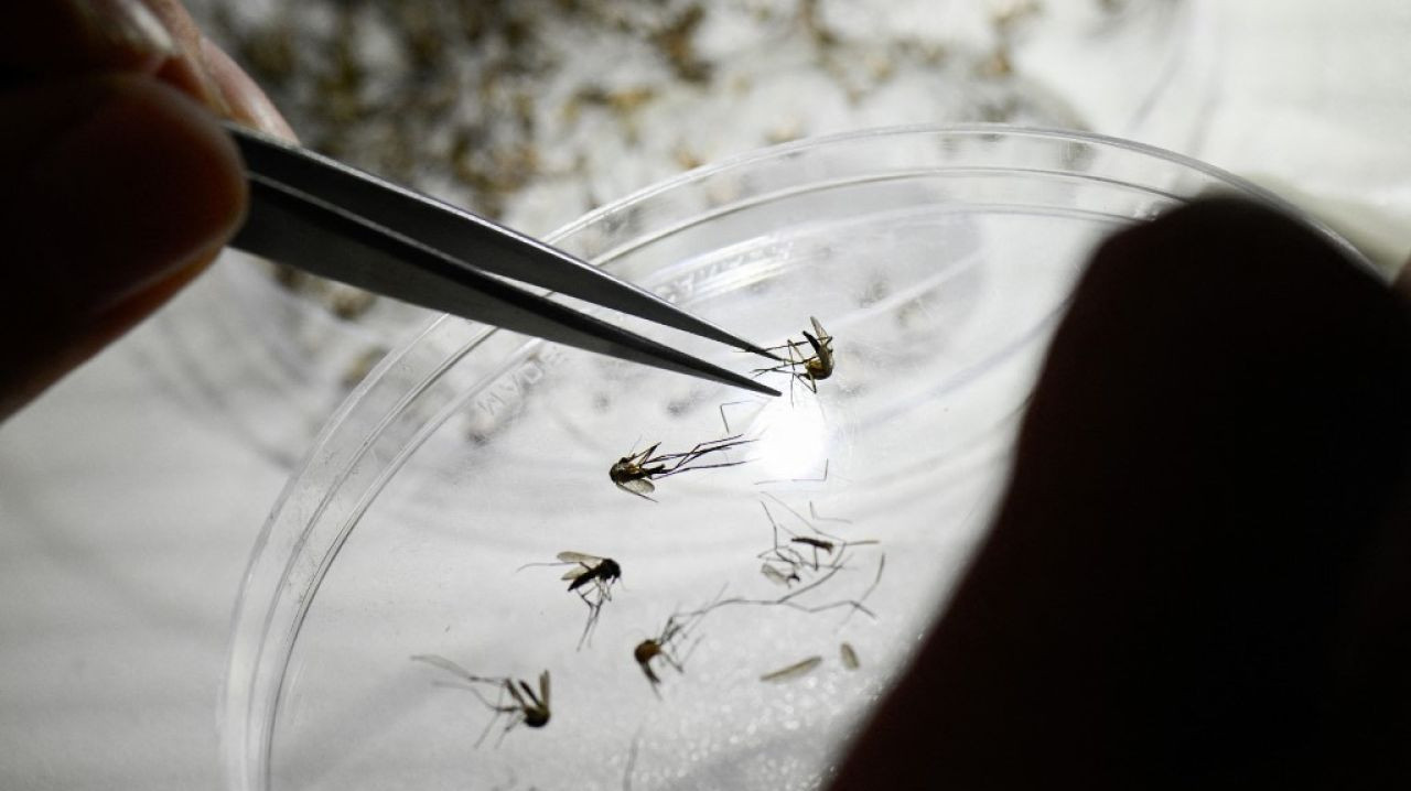 Mosquitos transmisores de dengue. Foto: Noticias Ambientales