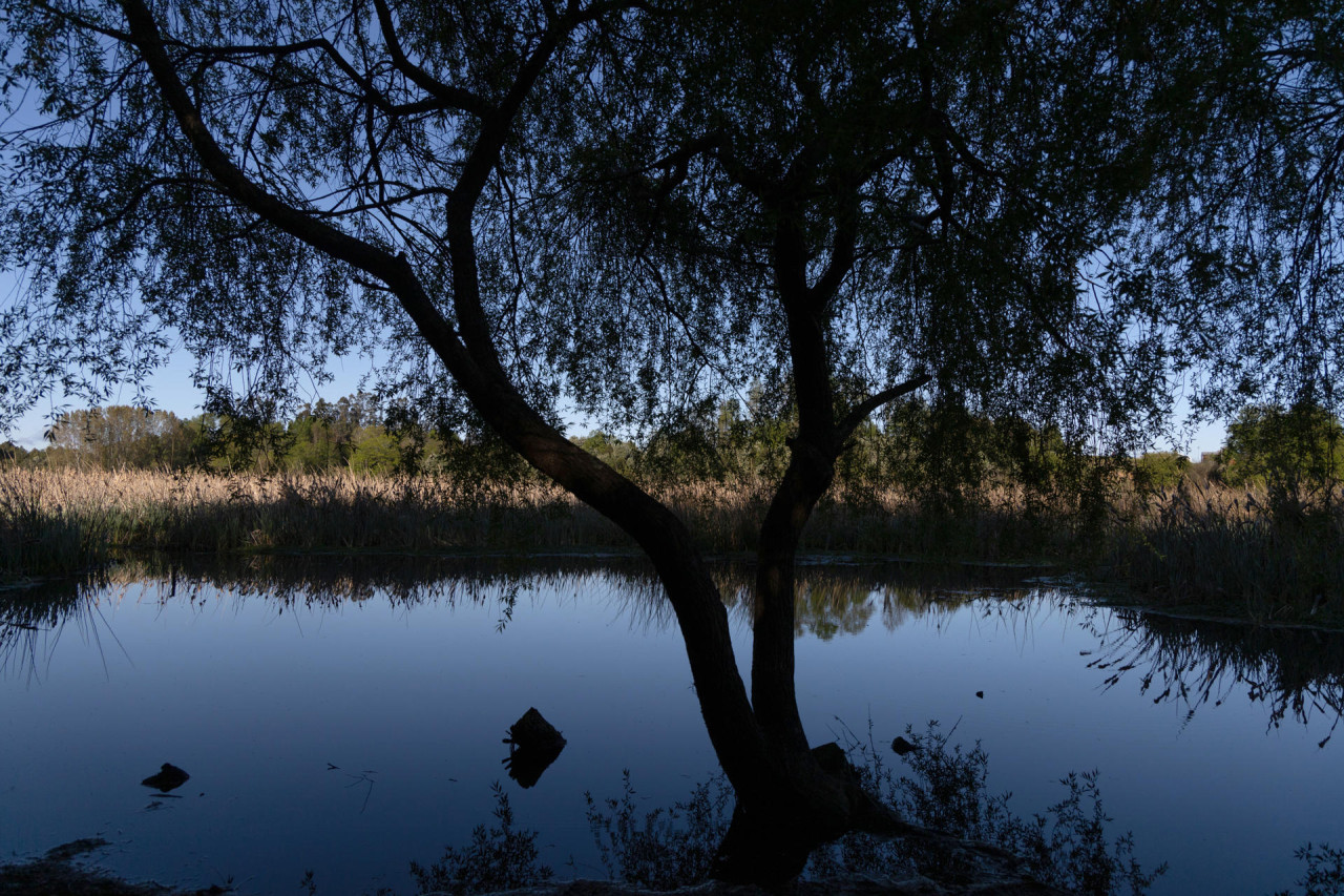 Humedales en Valdivia, Chile. Foto: EFE.