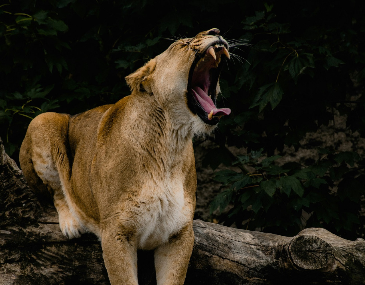 Puma. Foto: Unsplash