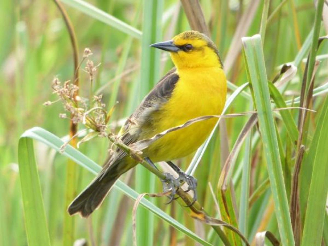 Tordo Amarillo. Foto: Aves Argentinas.