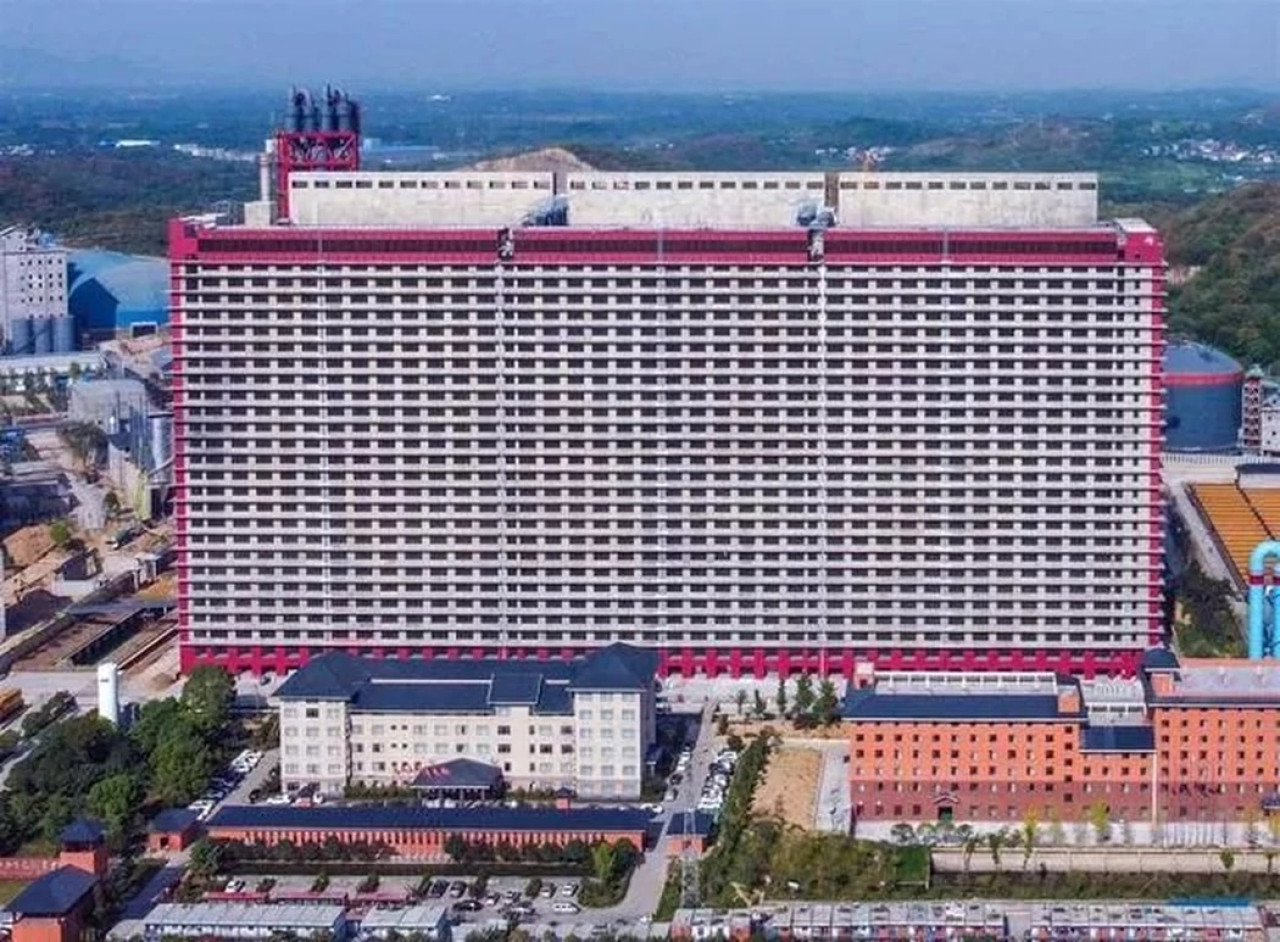 Edificio para criar a más de un millón de cerdos en China. Foto: Ezhou News.