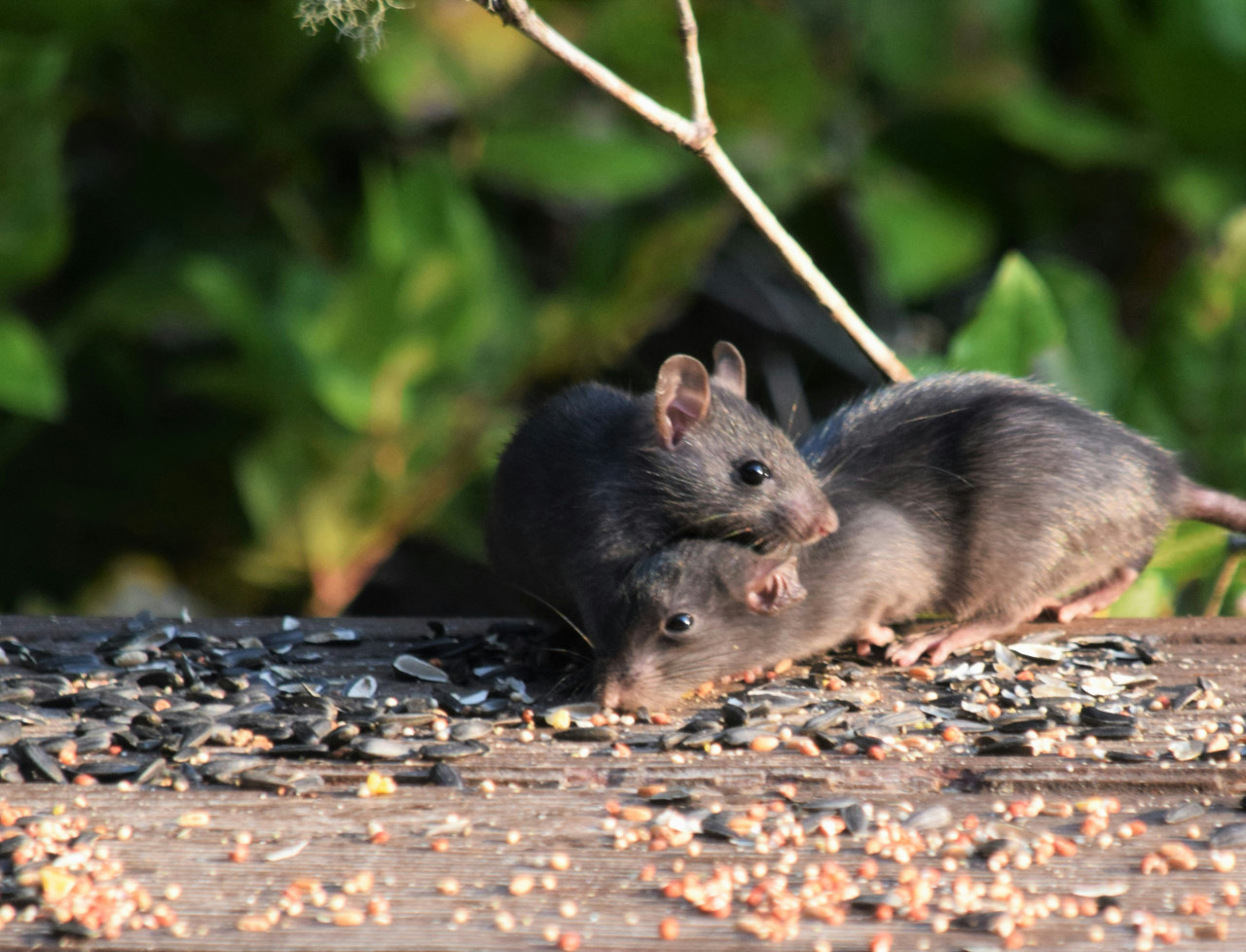 Ratas. Foto: Unsplash.