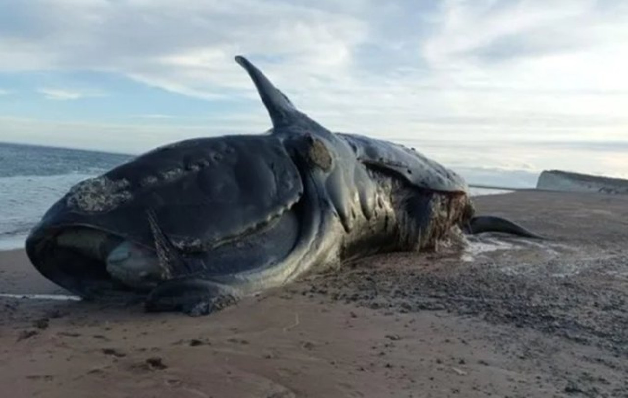 Ballena muerta Chubut. Fuente: X