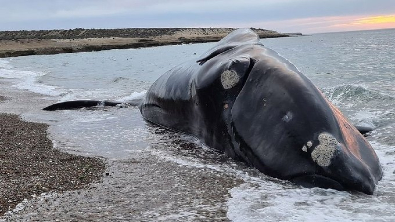 Ballena muerta Chubut. Fuente: X