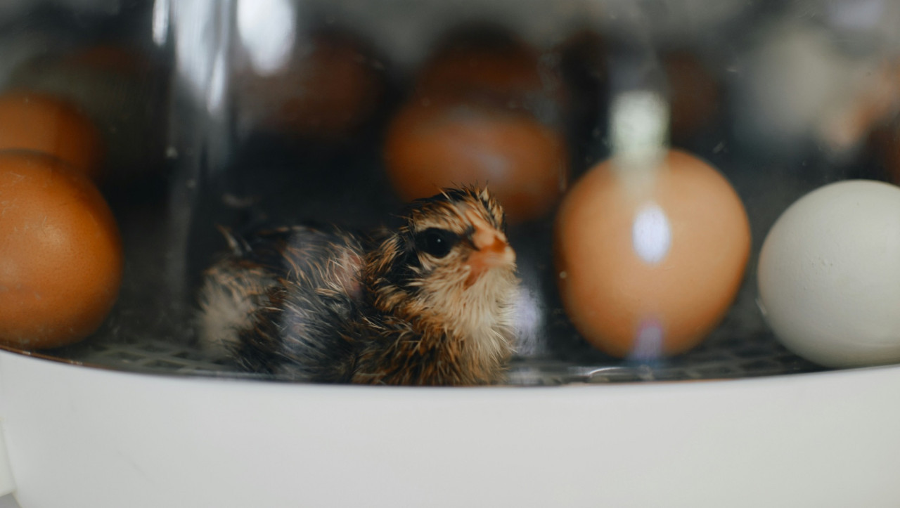 Gallina, huevo. Foto Unsplash