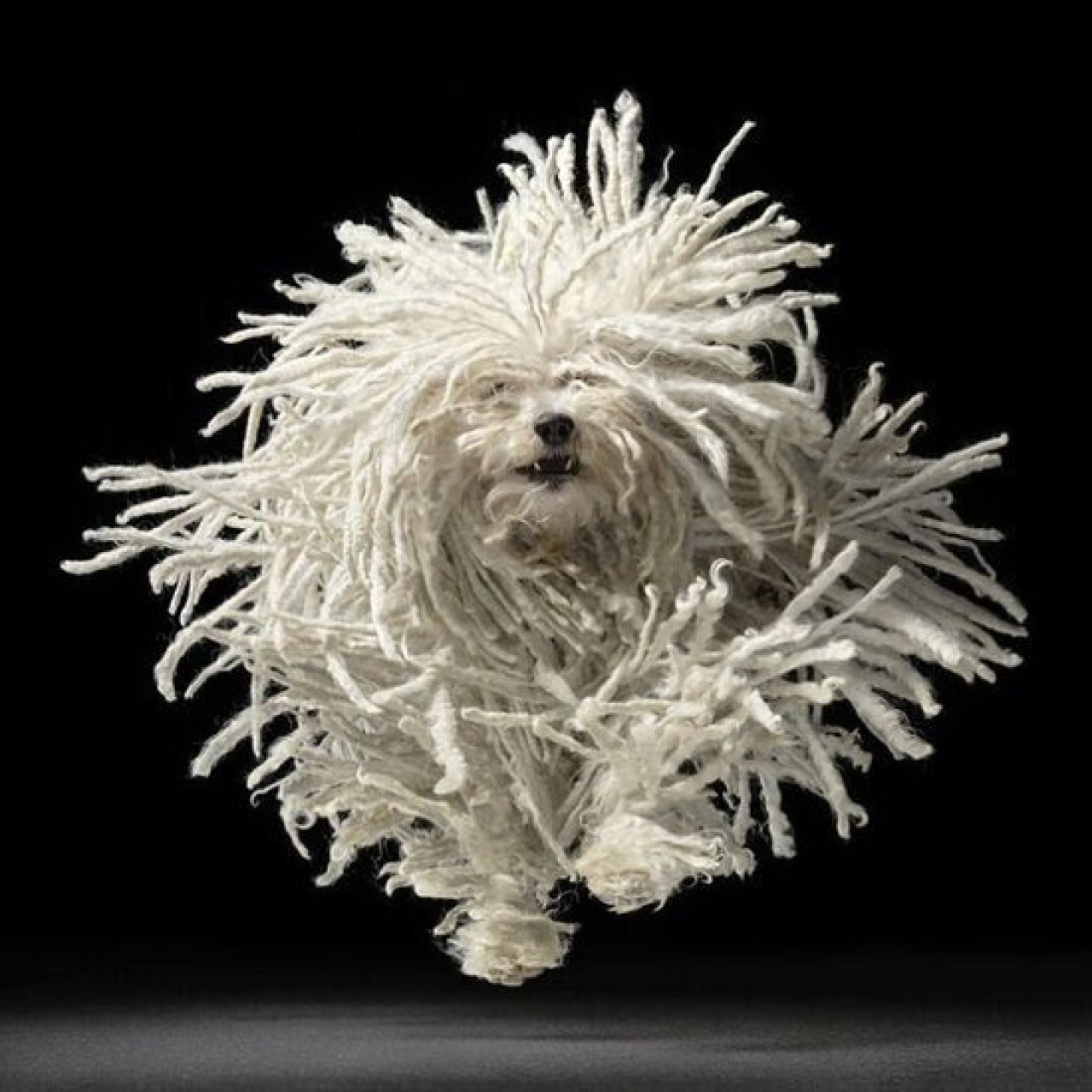 Perro Komondor. Foto X @MeDicenLaFery