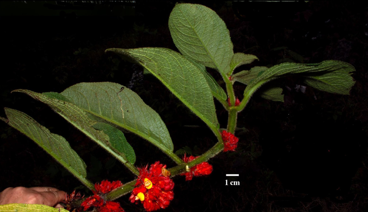 Flor descubierta en Ecuador que atrae colibrís. Fuente: Ciencia Ecuador.