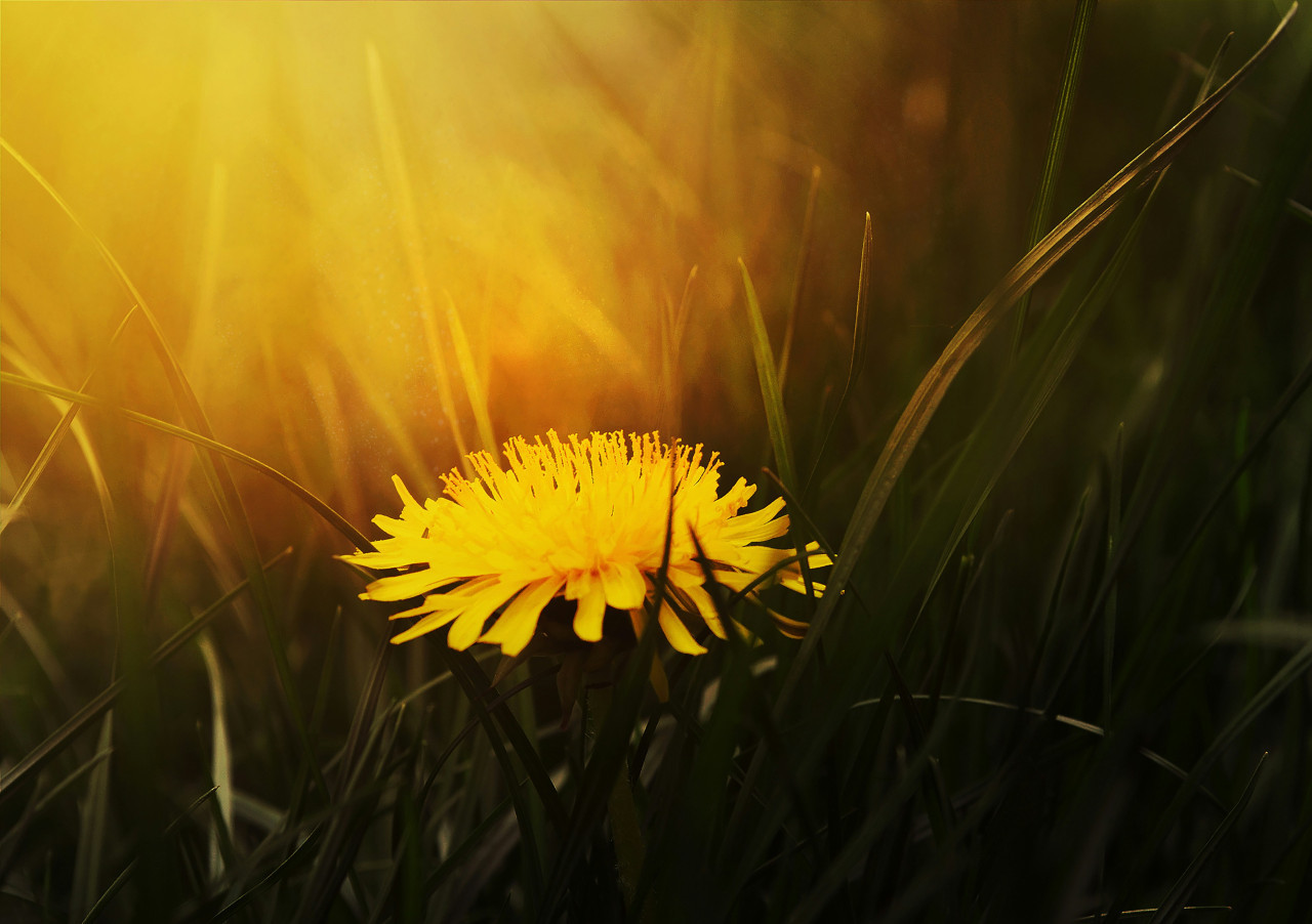 Diente de León. Foto: Unsplash.