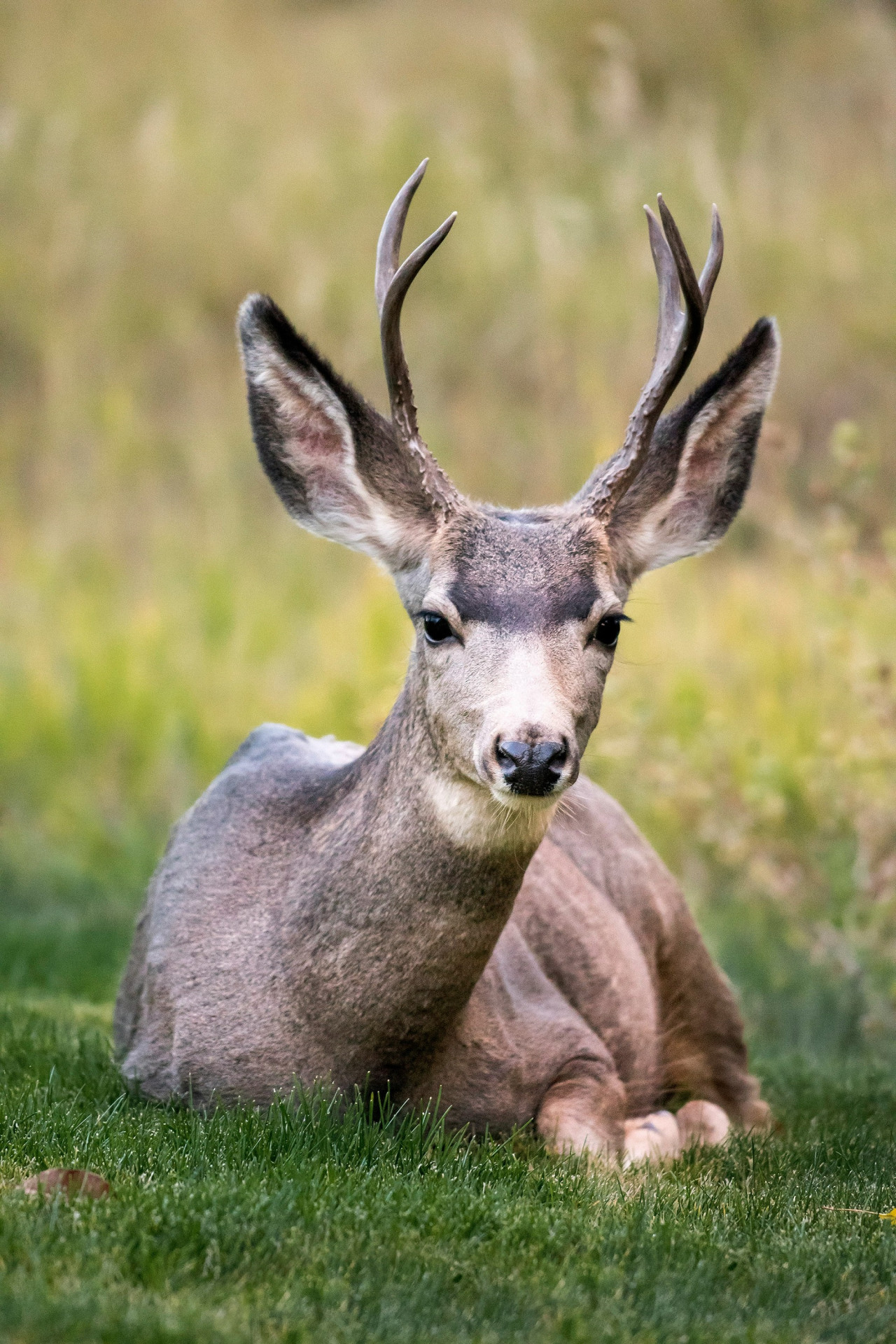 Venado. Foto Unsplash