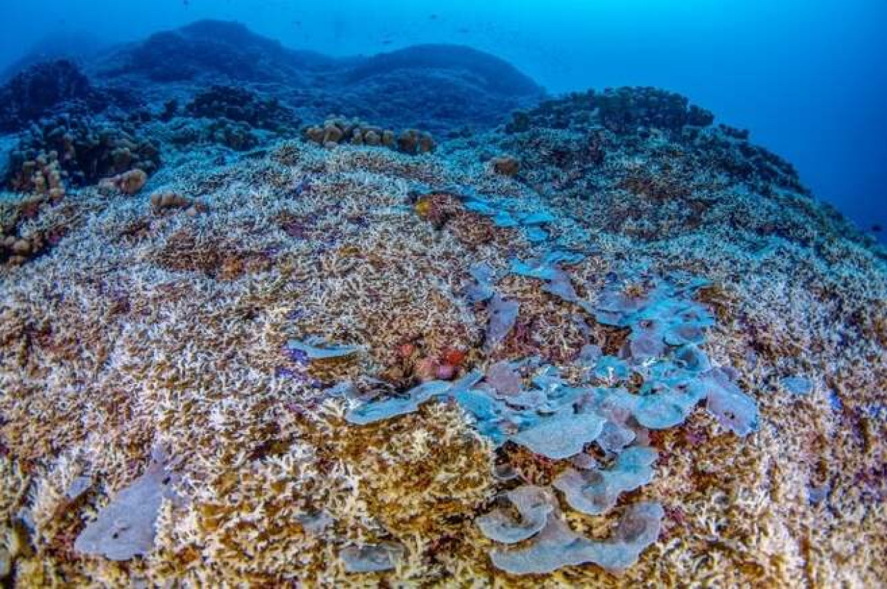 El coral que puede verse desde el espacio. Foto X @MoodAttraction