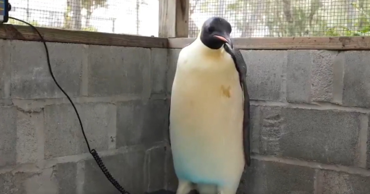 Pingüino Gus. Foto captura X @realSMaster