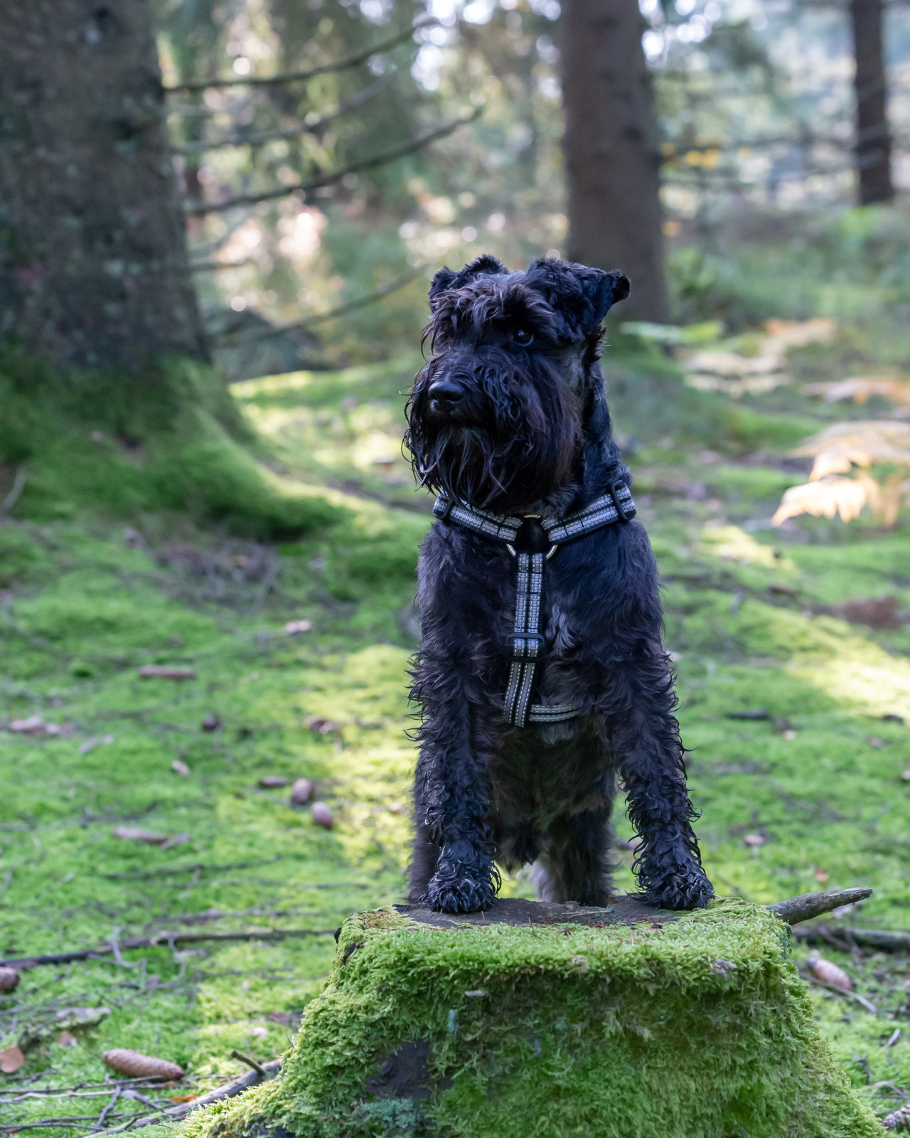 Schnauzer. Foto: Freepik.