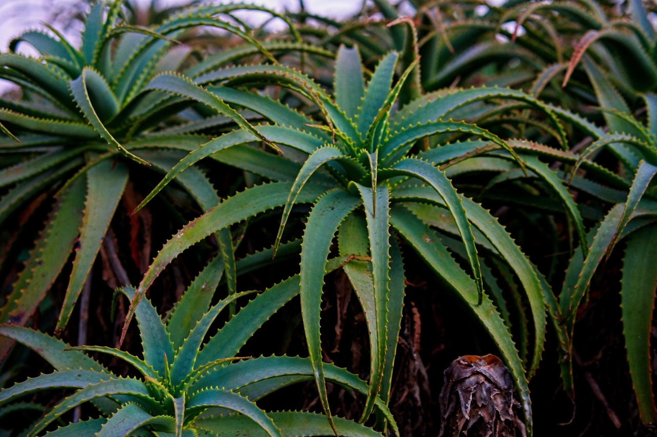 Aloe Vera. Foto Freepik