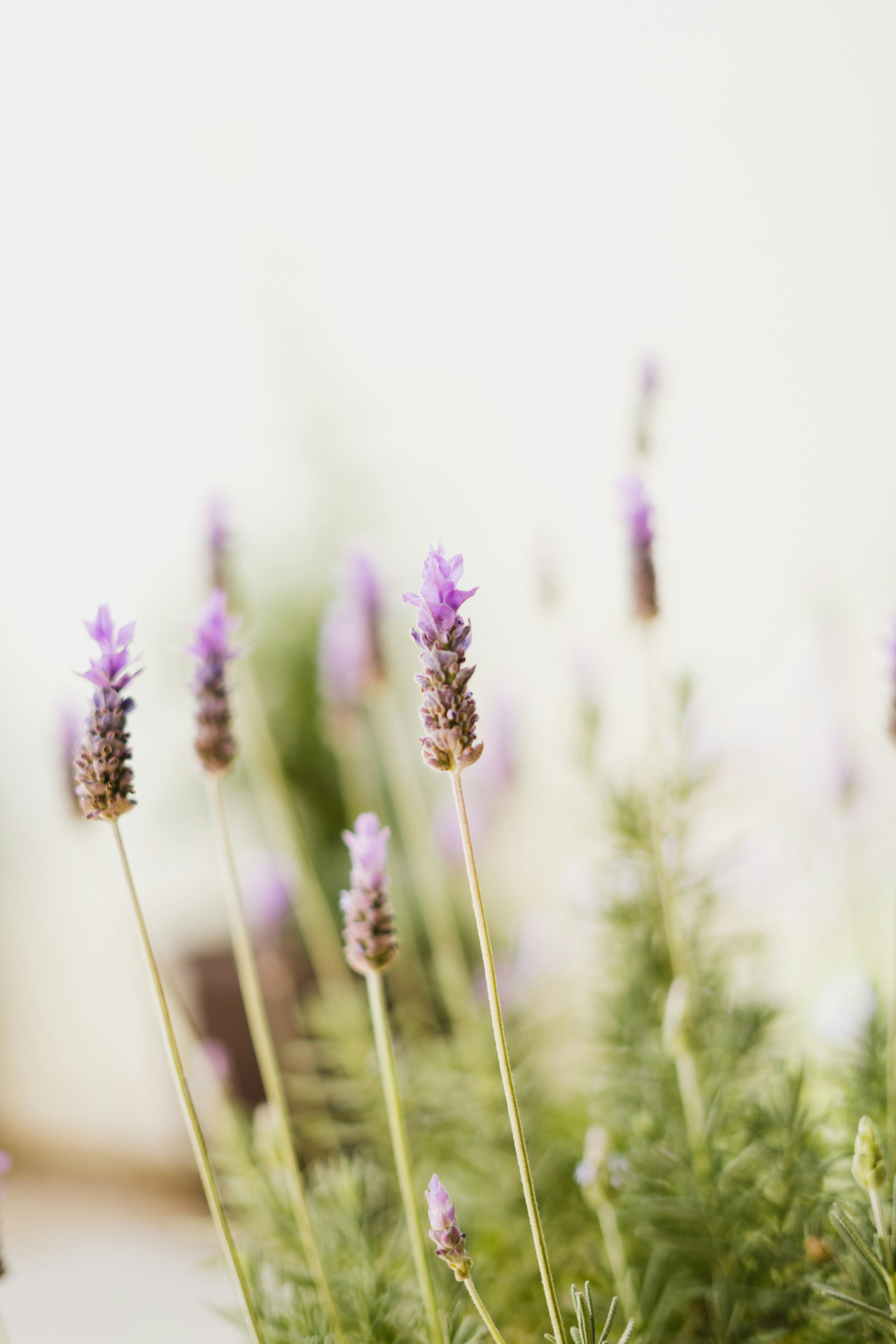 Lavanda. Foto Freepik