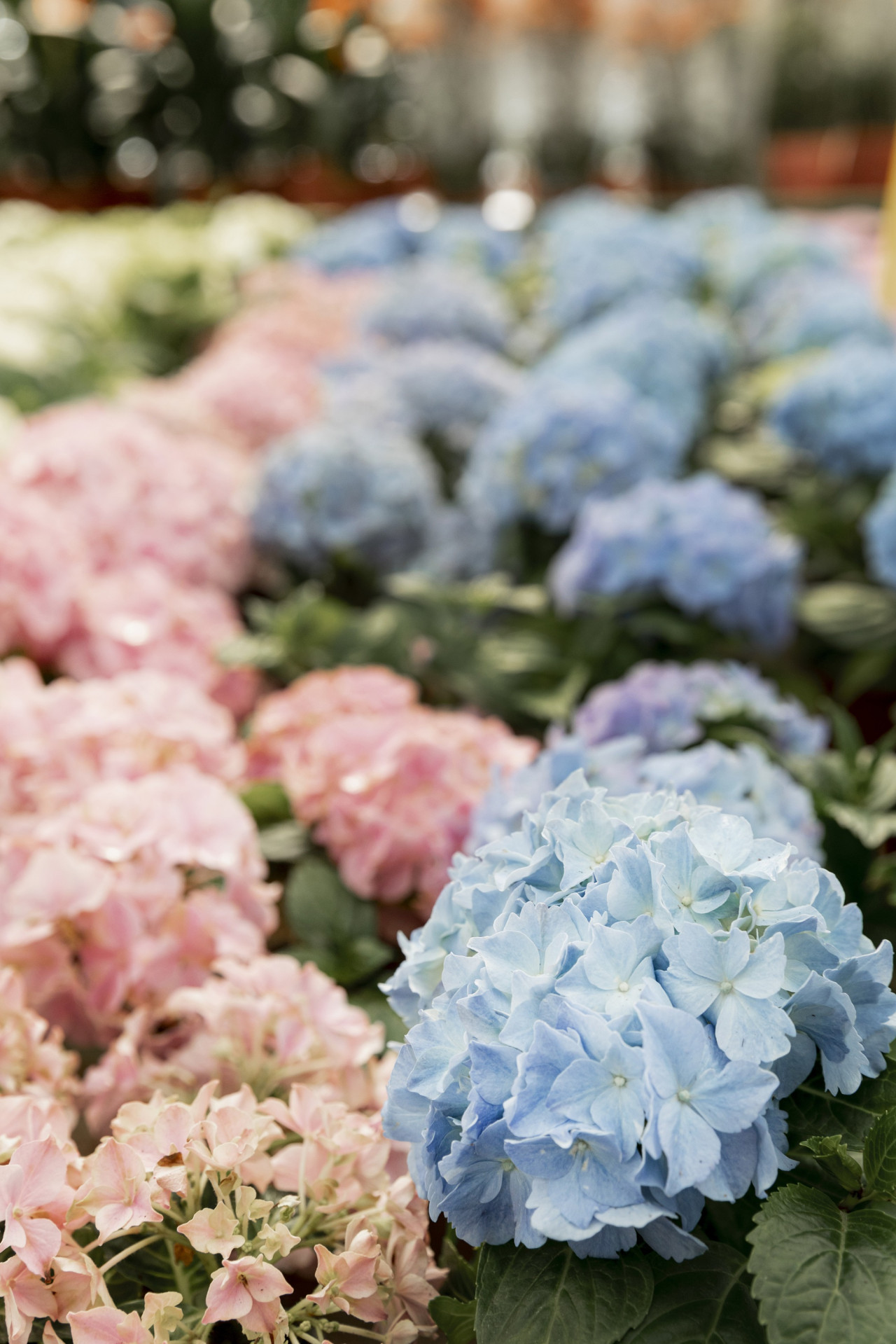 Flores, hortensias. Foto Freepik