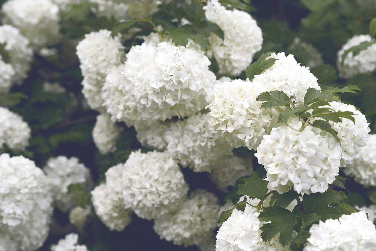 Flores, hortensias. Foto Freepik