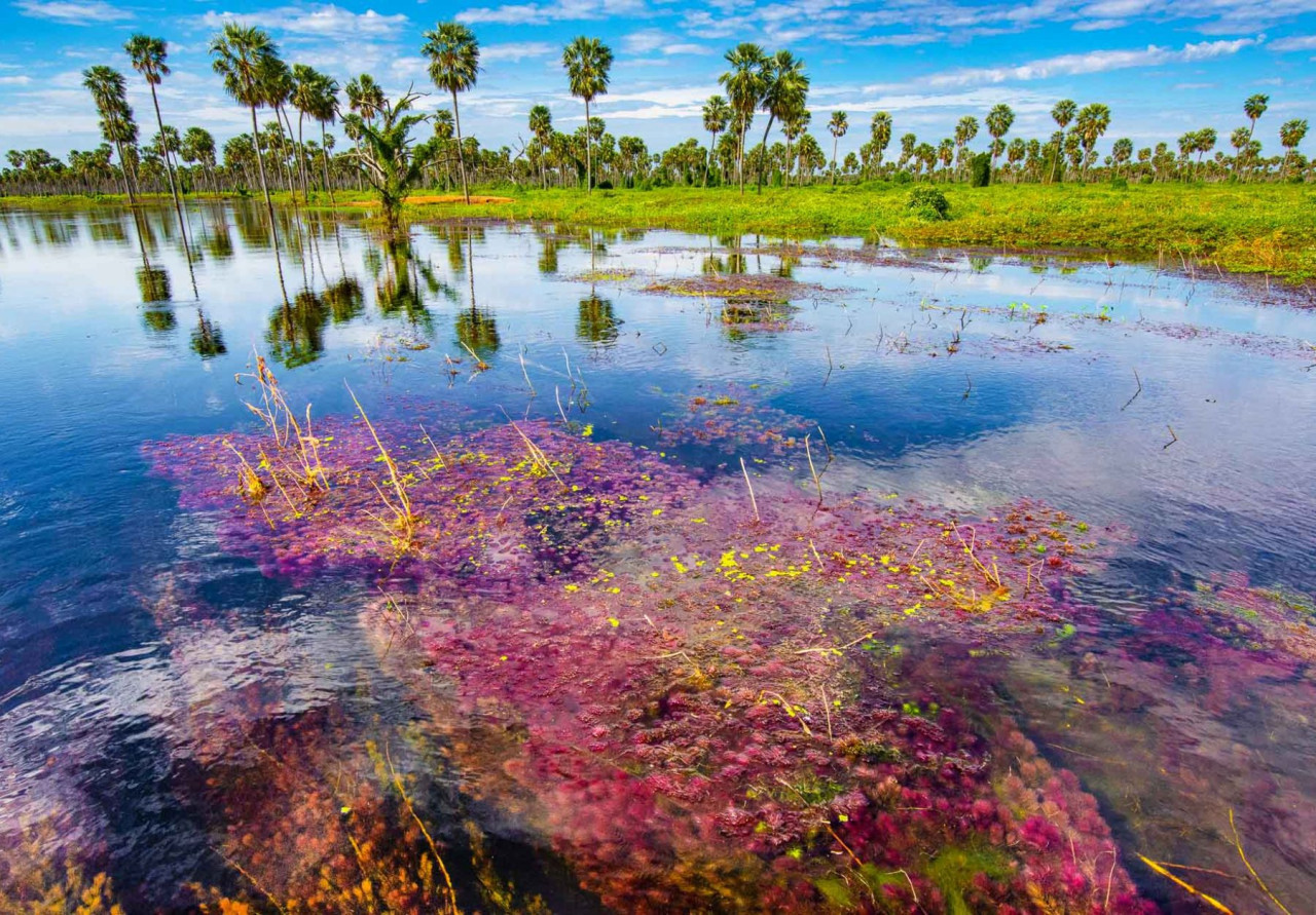 Bañado La Estrella, Formosa. Foto larutanatural.gob.ar