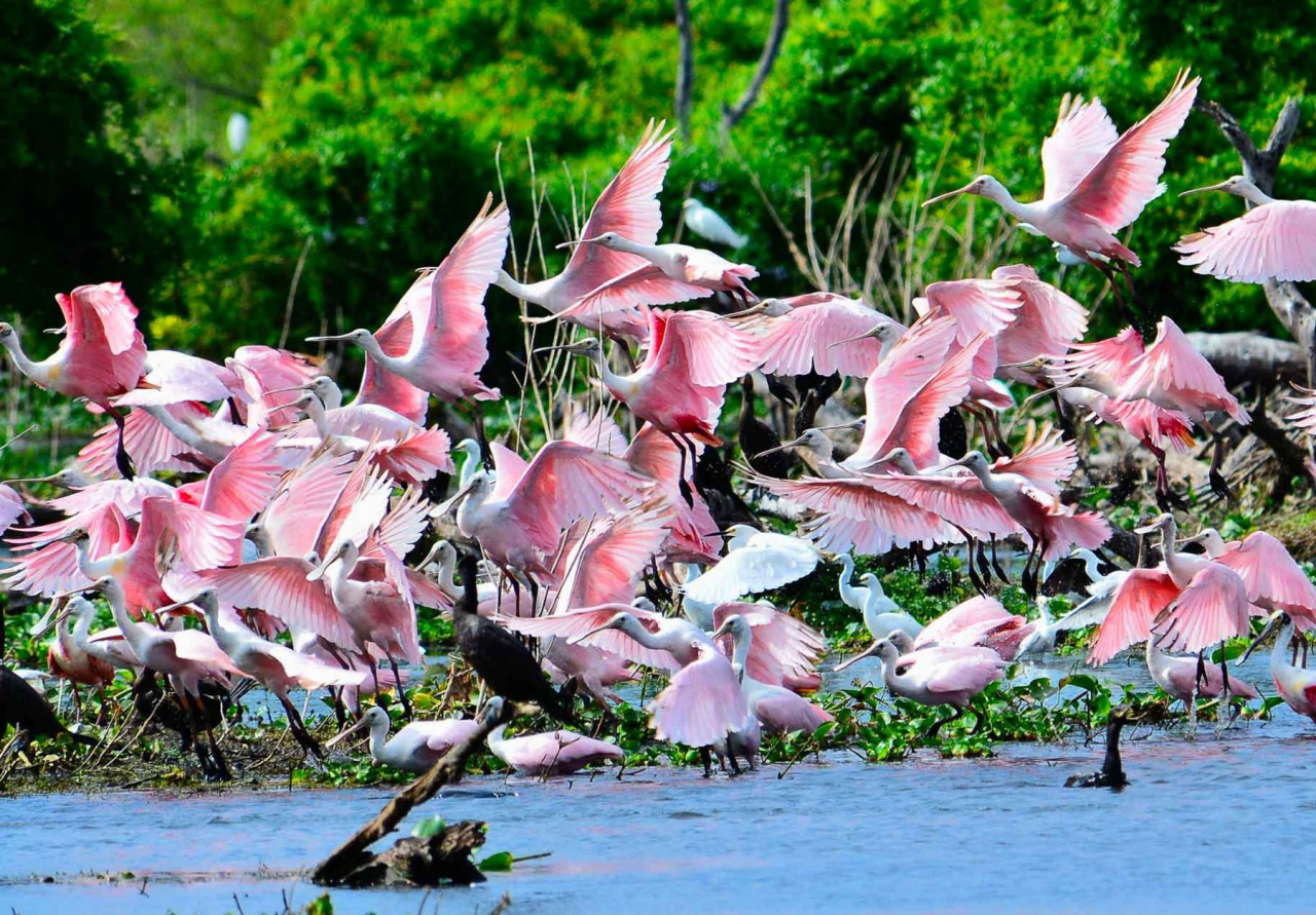 Bañado La Estrella, Formosa. Foto larutanatural.gob.ar