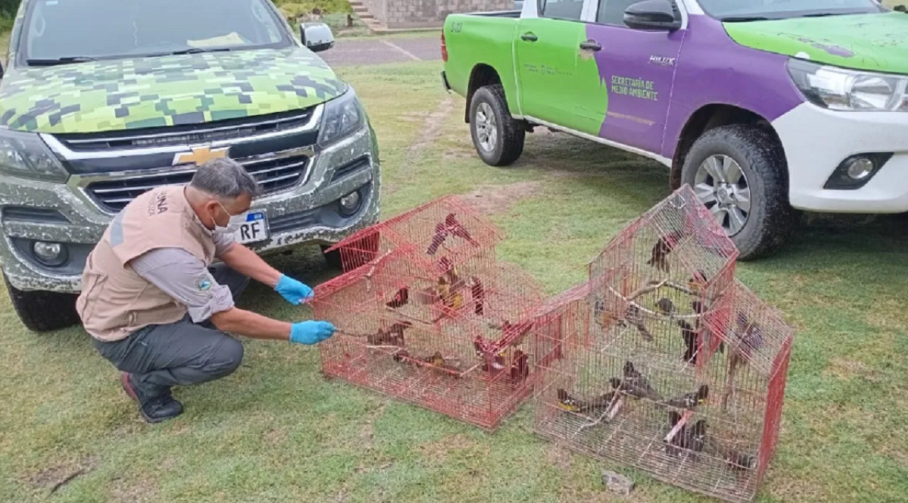 Rescate de aves silvestres. Foto: Noticias Ambientales.