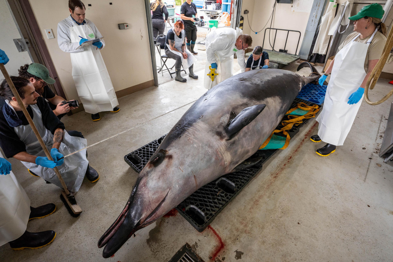 Ballena picuda de Bahamonde hallada en Nueva Zelanda. Foto: EFE.