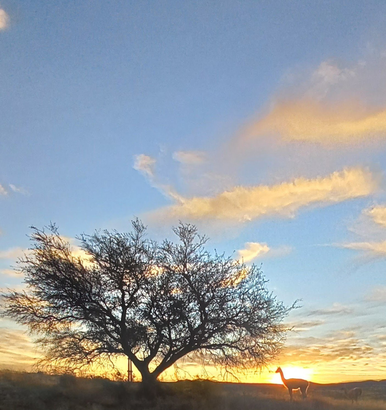 parque nacional lihué calel, La Pampa. Fuente: X @incominglapampa