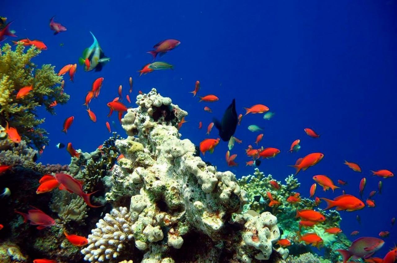 Buceo y snorkel en Buzios, Brasil. Foto: buzios.com.