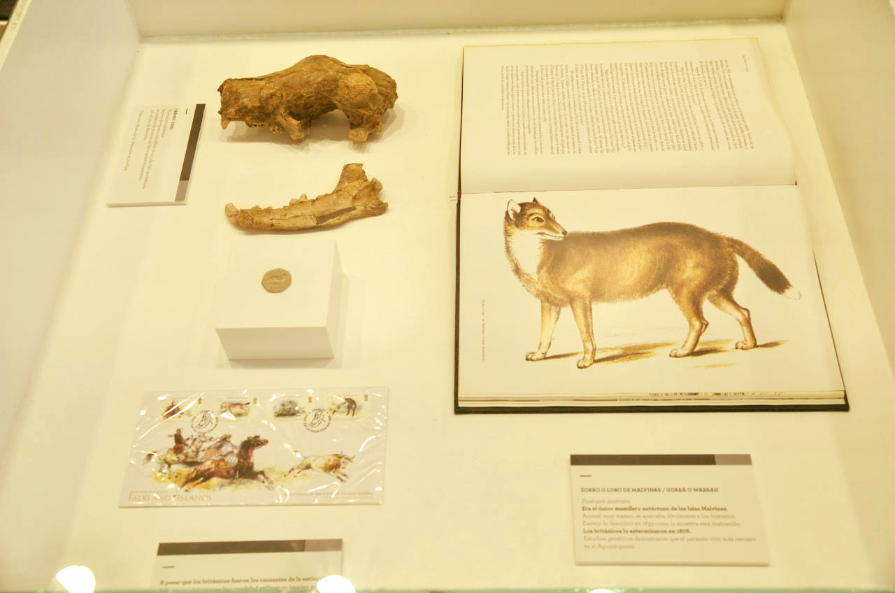 Restos del lobo de Malvinas. Foto: Museo Malvinas e Islas del Atlántico Sur