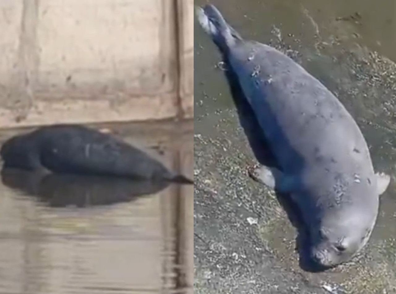 Apareció un lobo marino en un arroyo de La Plata. Foto captura NA