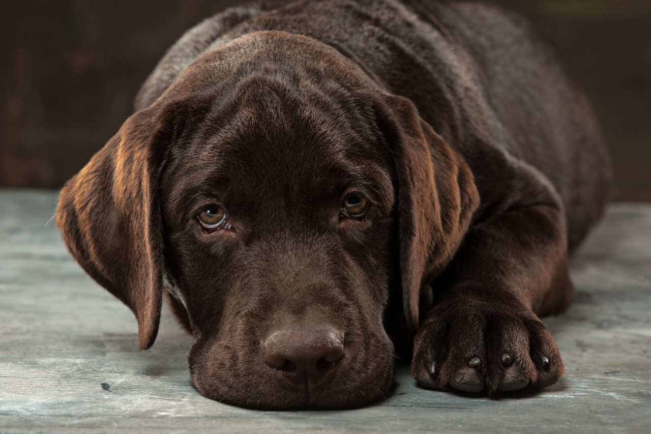 Perro, mascotas, triste, pirotecnia. Foto Unsplash