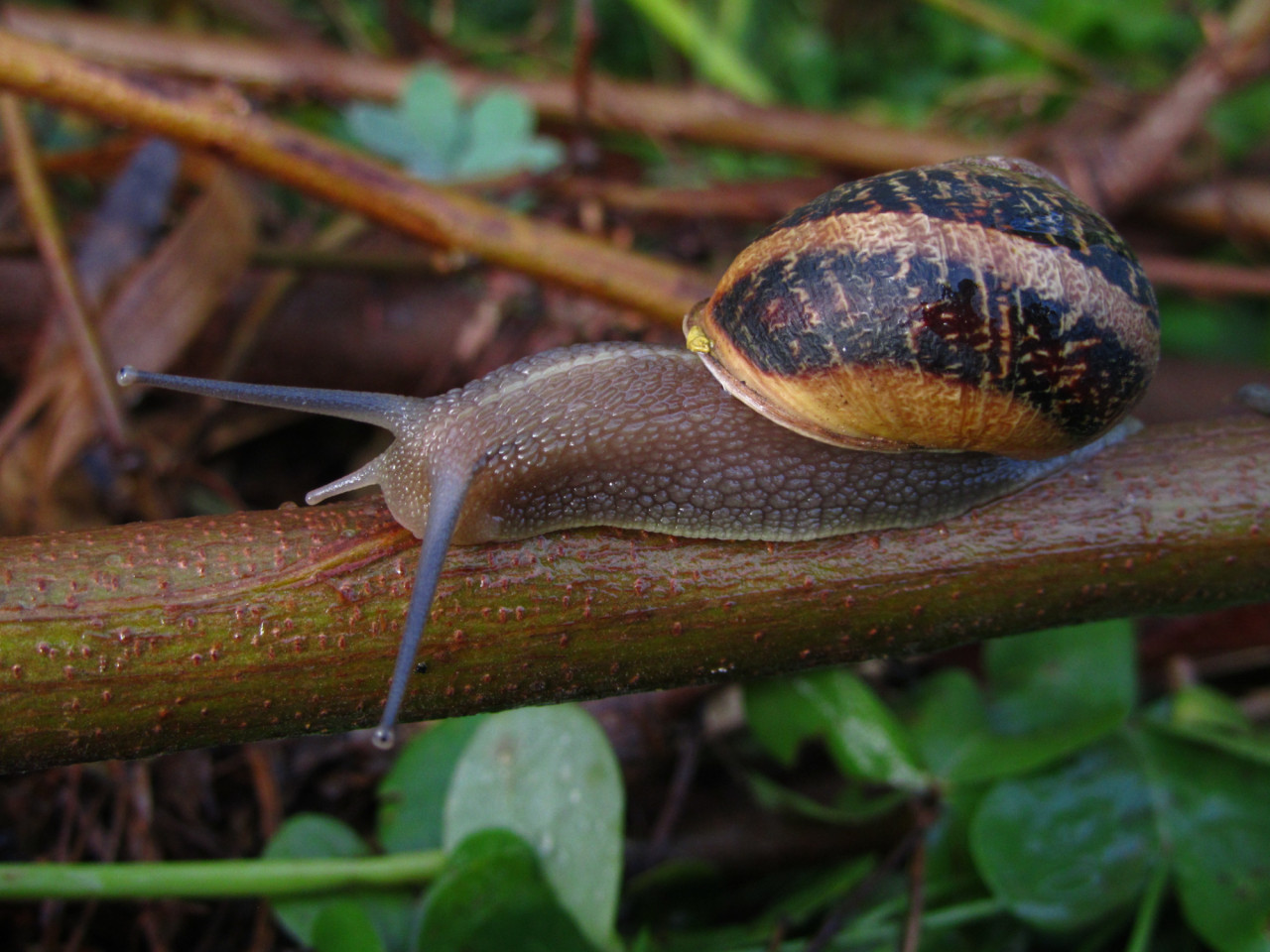 Caracoles en tu jardín. Foto: Freepik