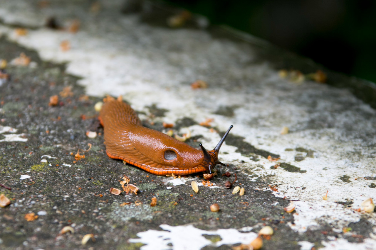 Cómo eliminar babosas de tu jardín. Foto: Freepik