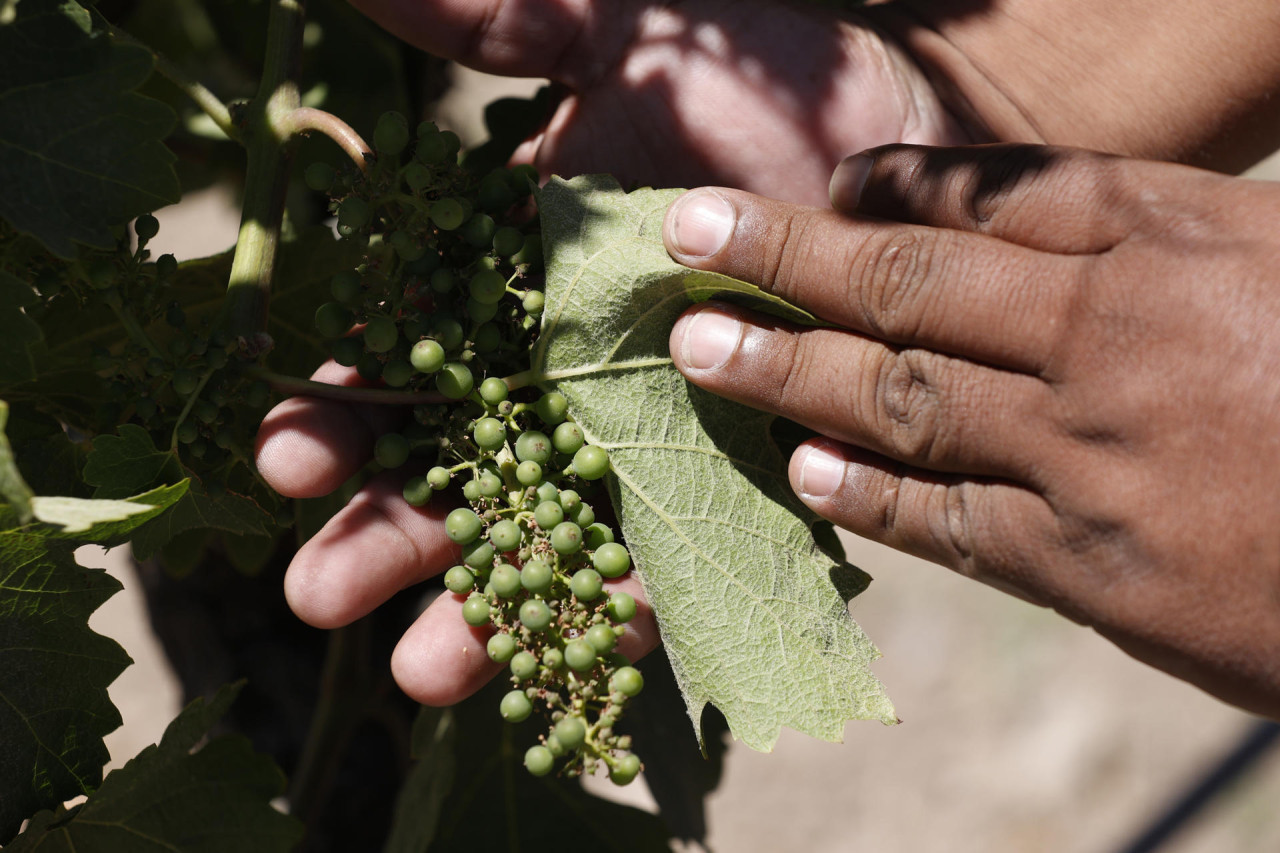 Don Melchor, el vino chileno coronado como el mejor del mundo y "protegido" por los Andes. Foto: EFE.