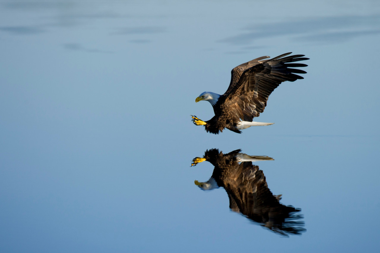 Águila calva. Fuente: Unsplash