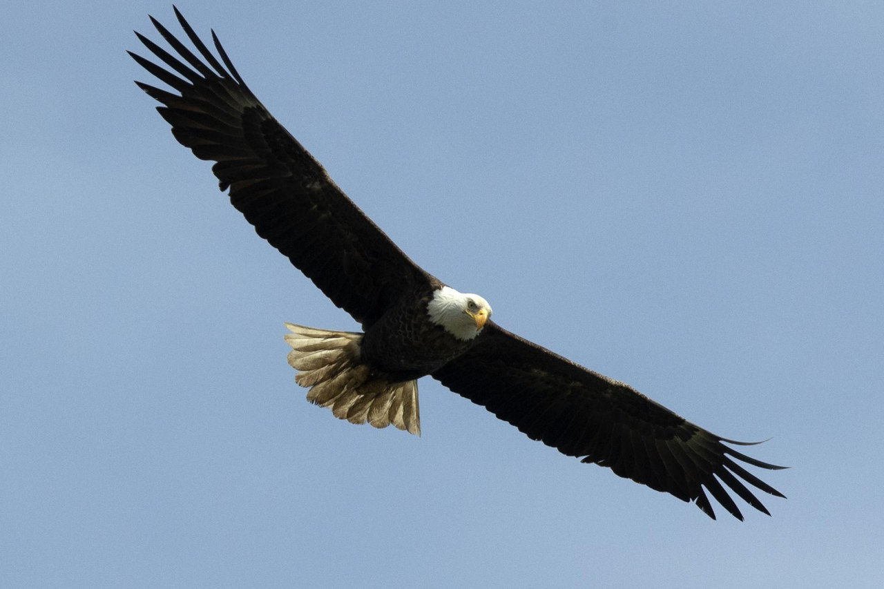 Águila calva. Fuente: EFE