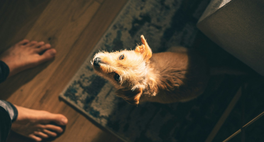 <b>Inteligencia Artificial</b> para los perros: un collar permite monitorear la salud y el ... - Canal 26 thumbnail