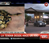 Serpiente pitón de mascota