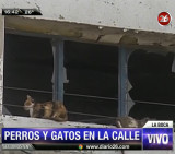 Perros y gatos en la calle - Astillero