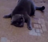 Gato más miedoso del mundo