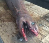 Tiburón anguila