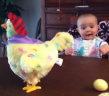 Reacción de un bebé al ver a una gallina 