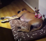 Chihuahua camina sobre un gran danés (Youtube)