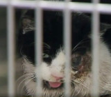 Gato zombie (Youtube)