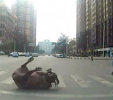 Toro perseguido en China